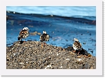 karikukot Turnstones 7233 * 800 x 567 * (385KB)